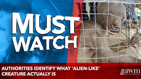 Authorities Identify What 'Alien-Like' Creature Actually Is