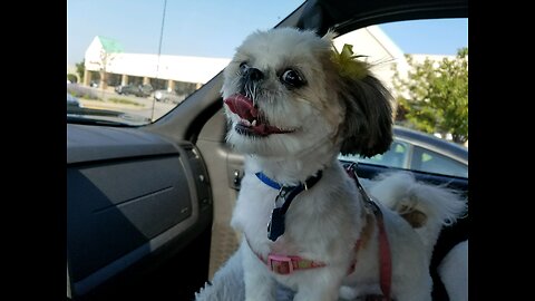 Rosie The Shihtzu And Her Tongue Tuesday