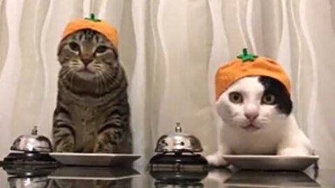 Cats wearing Satsuma Mandarin hats ring bells
