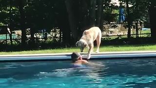 Australian Shepherd Looks After Her Owner Watchfully