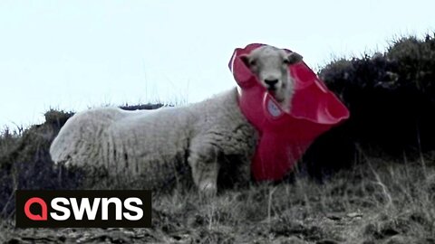 Sheep spotted with plastic kid's toilet around its neck left behind by mountainside fly tippers