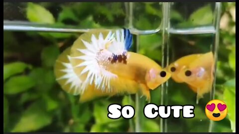 fancy yellow betta fish~so cute