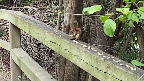 Red-Tailed Squirrel still eating 😊