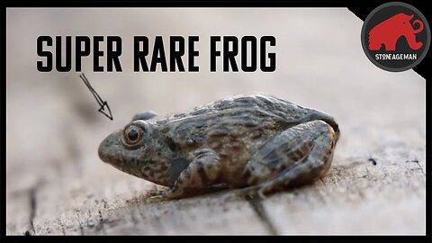 The Gopher Frog is Endangered and We're Helping Give it a Head Start