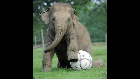 BIGGEST ELEPHANT PLAYING SOCCER ⚽ WITH A 7yrs OLD GIRL