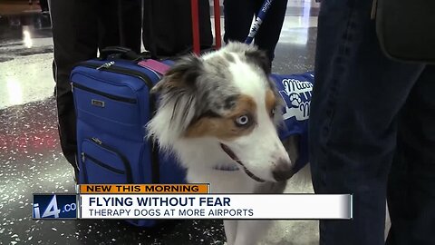 Miami airport uses therapy dogs for nervous flyers