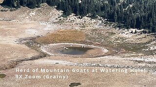 Long Distance View of HERD OF MOUNTAIN GOATS from Burroughs Mountain Trail! | Mount Rainier | 4K