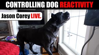 DOG REACTIVITY LIVE with Jason Corey