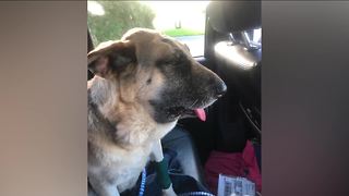 Dog bitten by rattlesnake missing from animal hospital in Jensen Beach