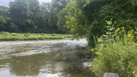 White tail Deer crossing The Humber River