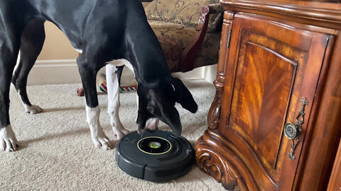 Great Dane turns on robot vacuum with her nose