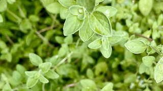 The importance of Oregano