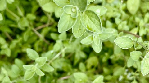 The importance of Oregano