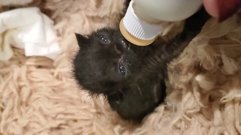 Bottle Baby Kitten