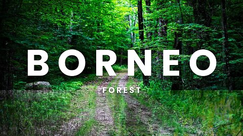 Borneo forest 4K - Amazing Tropical Rainforest In Asia