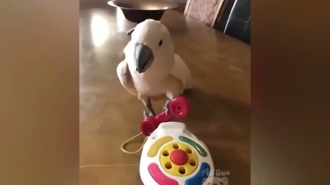 Smart And Funny Parrots Parrot Talking Videos Compilation P1 Super Dogs 2