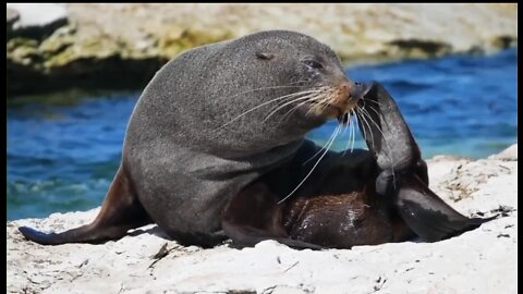 A unique atmosphere at your place and watch this nature relax video as a wonderful Views