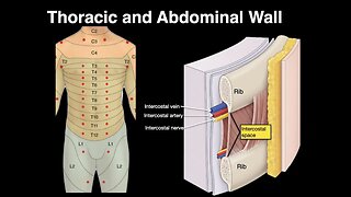Thoracic and Abdominal wall