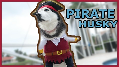 Husky shows off his epic pirate costume