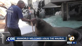 SeaWorld welcomes a rescued walrus