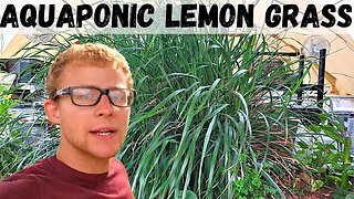 GIANT lemon grass in aquaponics- (green house aquaponic system)