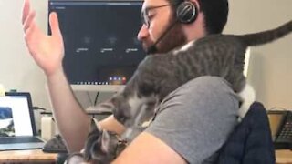 Le télétravail avec des chats : pire que les enfants !