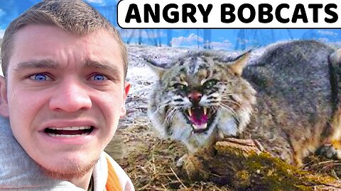 I Trapped ANGRY Overpopulated Bobcats!