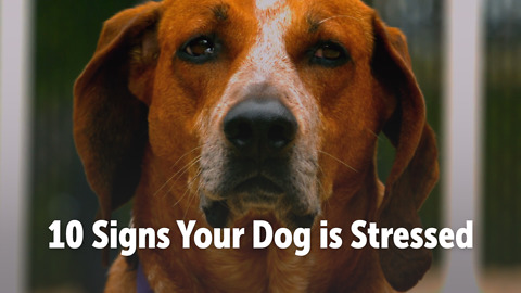 10 Signs Your Dog is Stressed