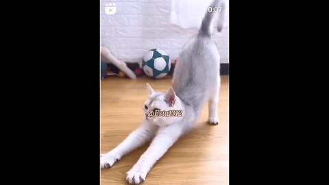 The cat exercises - super funny #😆😀👻 #