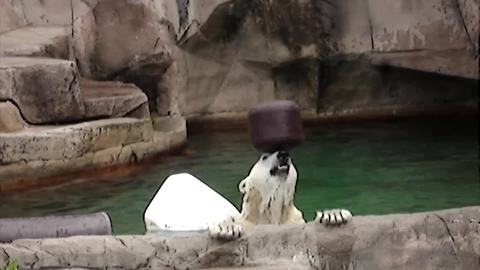 Polar Bear Plays With A Small Black Barrel In A Pool