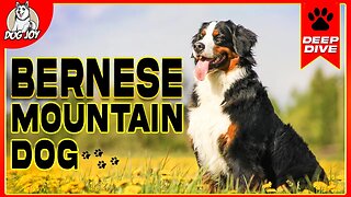 Bernese Mountain Dog - Everything You Need To Know!