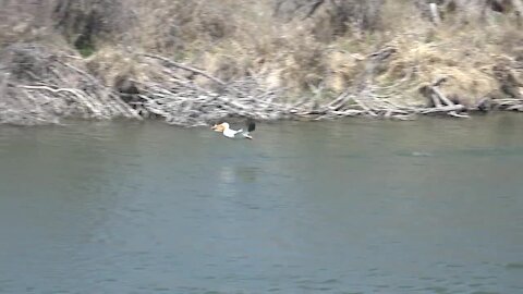 Hagerman bird festival showcases the area and its birds