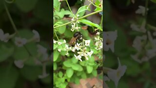Estas flores fornecem néctar para as abelhas mandaçaia