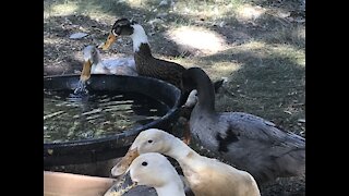 Introducing young ducks to the flock