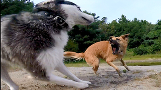 Poor Siberian Husky: "Why can't I get a turn?"