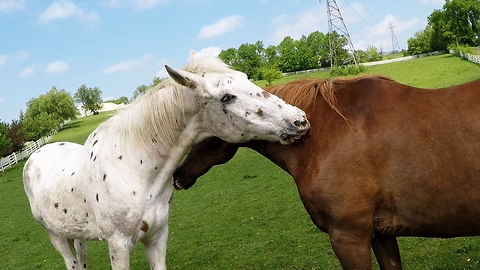 Horses share incredible friendship, can't bear to be separated