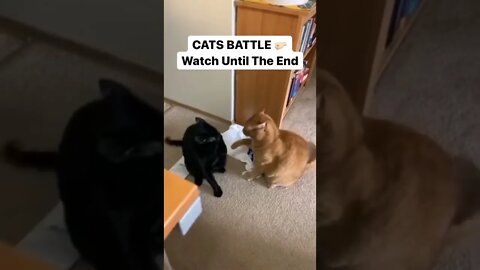 CATS BATTLE 🤛🏻
