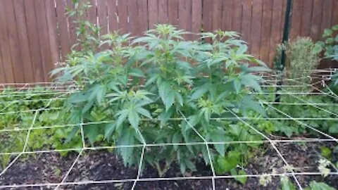2021 Outdoor Cannabis Garden Tour | Garden Update [#06]