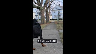 xxl ri mobby dick doneyuno dur kennel