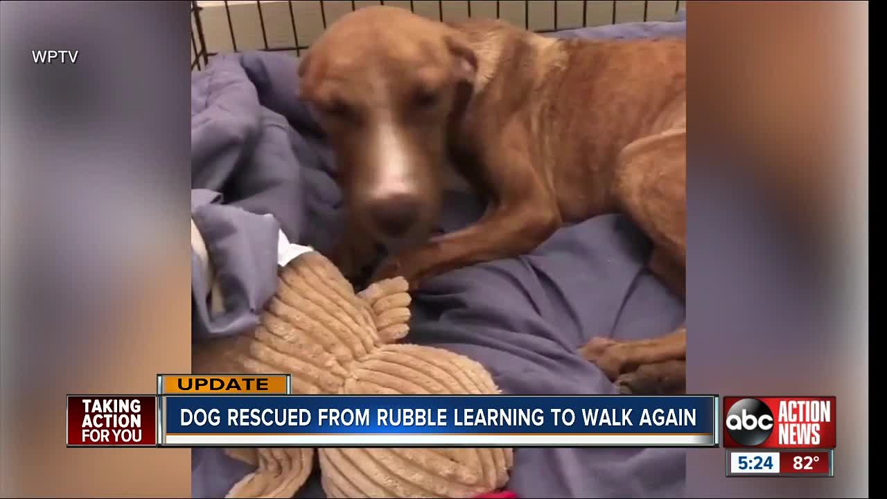 Dog learning to walk again after being found in rubble in Bahamas