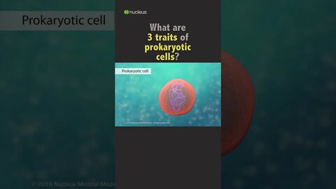 Biology Quiz: 3 traits of prokaryotic cells?