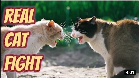 Real cat fight so funny cate