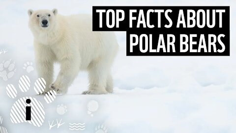 Top facts about polar bears