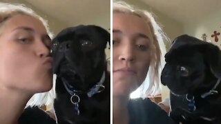 Pug completely baffled when owner tries to smooch him