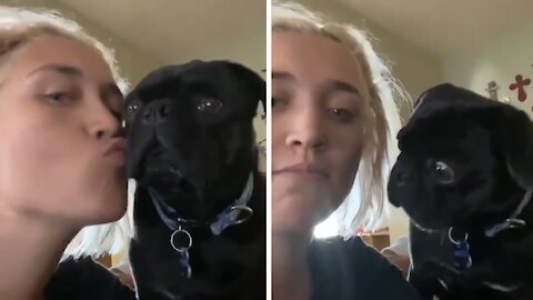 Pug completely baffled when owner tries to smooch him