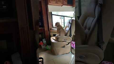 Maggie checking our our neighbor RV #rv #maggie #rvlife #dogslife #dog #short