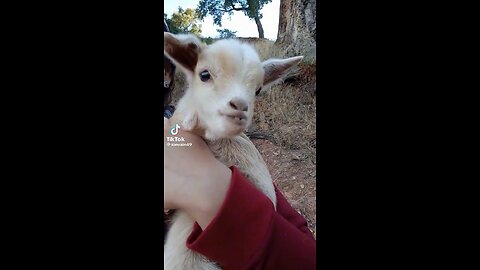 cute little lamb