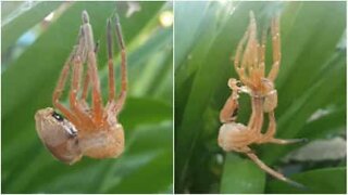 Fascinating moment giant spider sheds its skin