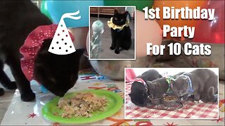 Cat's Birthday Party HD 720p