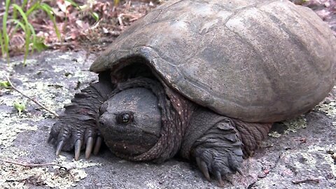 Giant Turtle Blocks Portage Trail